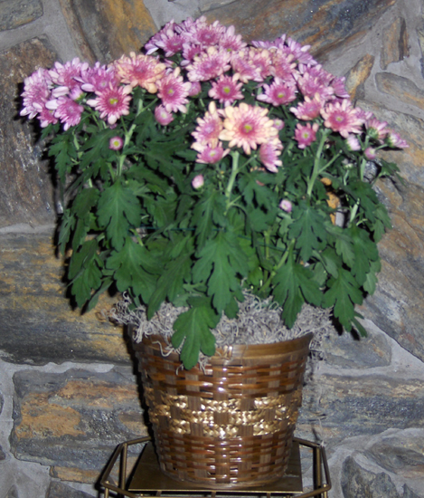 Flowers from Jared & Tracy Fosheim