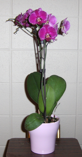 Flowers from Barb Hinkle and Ira