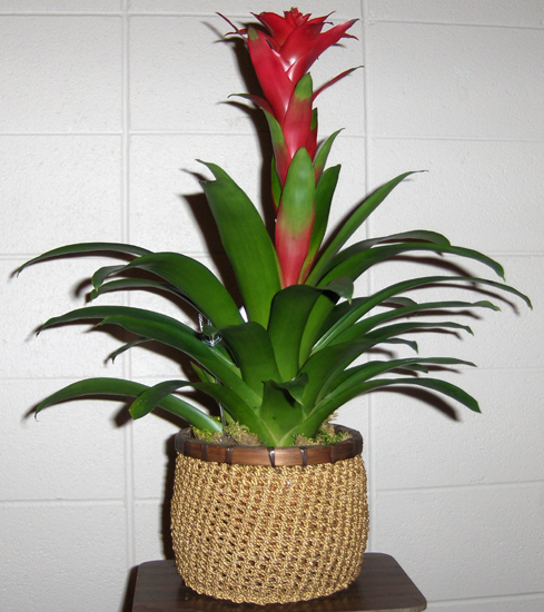 Flowers from Ruth Denke and Family