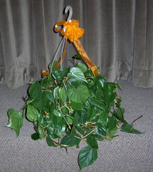 Flowers from The Fasnacht, Jensen, Kolander, Rutz, Ulmen, Haley & Betlach Families