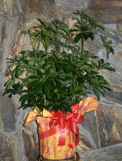 Flowers from Bob, Sharla & Chad Hendrickson