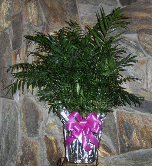Flowers from Wildene Fortune and Families