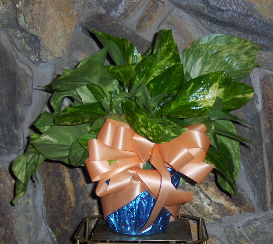 Flowers from Haakon County Conservation District