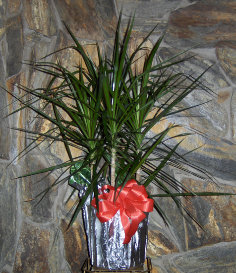 Flowers from Kent & Stephanie Kjerstad and Family