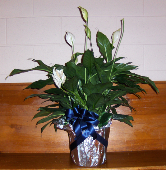 Flowers from Edward, Rachel and Noah Juelfs