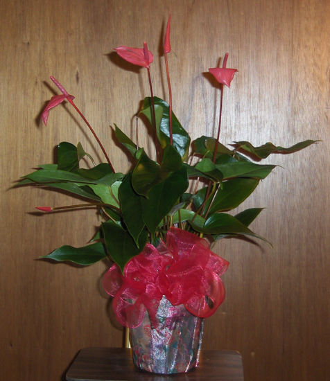 Flowers from Lonny & Carrie Johnston and Family