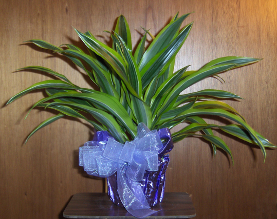 Flowers from John & Alisha Oldenberg