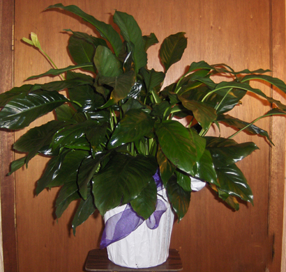 Flowers from Midland High School Class of 1983