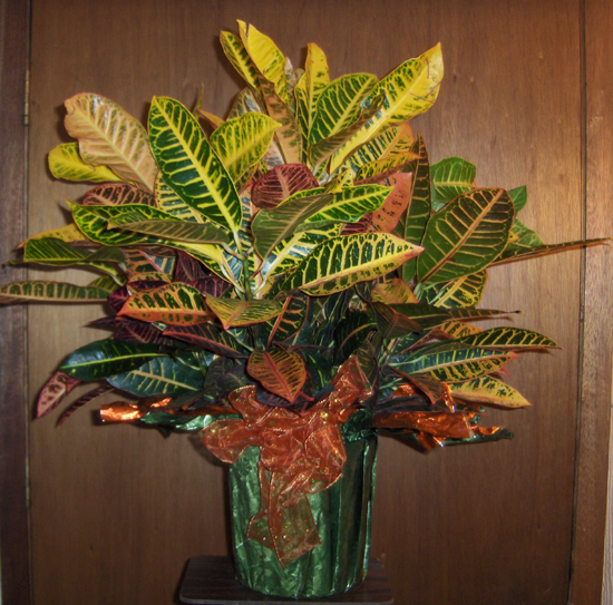 Flowers from The Kadoka Nursing Home Staff & Residents