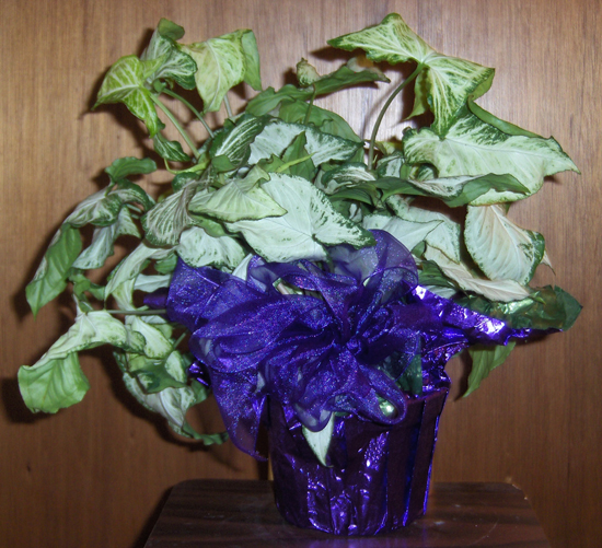 Flowers from Jim & Debbie Antonsen & Emmylu