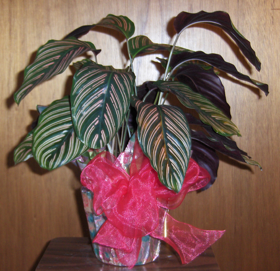 Flowers from Maurice & Cathie Handcock and Family