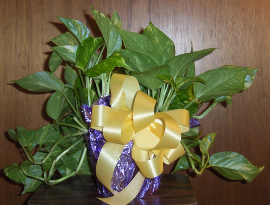 Flowers from Mark & Devin Otto