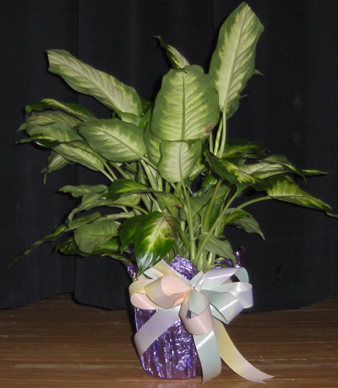 Flowers from Kent & Stephanie Kjerstad and Family