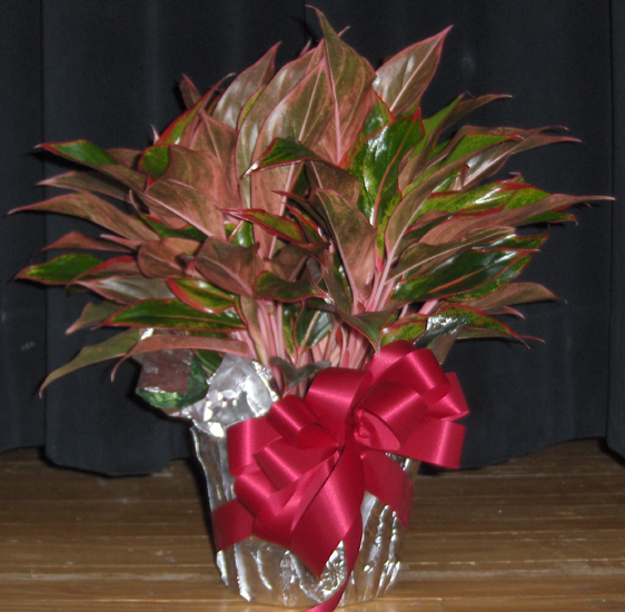 Flowers from Matt & Micky and Kids