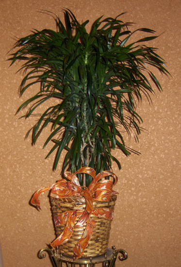 Flowers from Doug & Justine Estes - EconoLodge Motel, Super 8, Days Inn, and Wall Motel