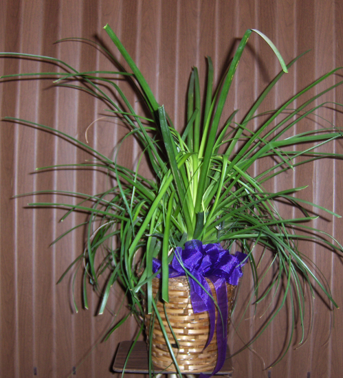 Flowers from Doctor Bockwoldt and the girls