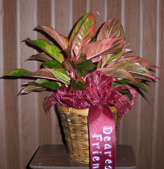 Flowers from Peggy Pourier