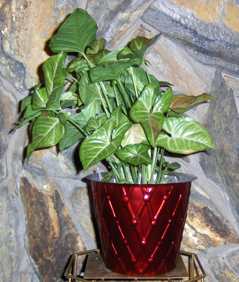 Flowers from Philip Motor and Employees