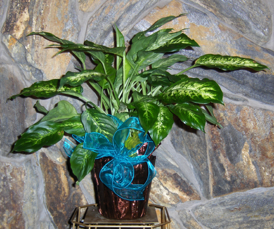 Flowers from Tom & Jody