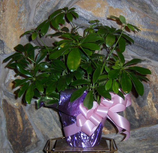 Flowers from Glenn & Dianne Parsons