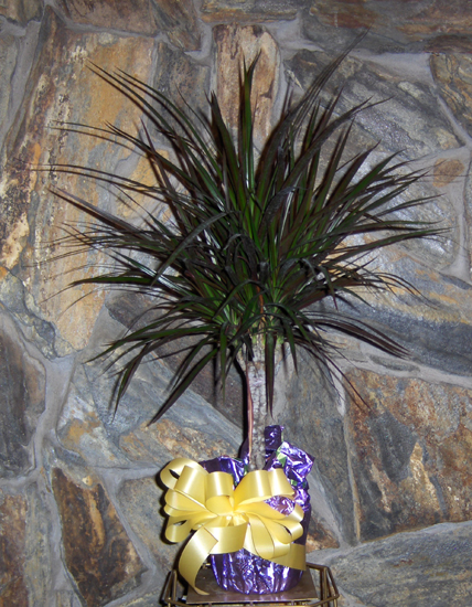 Flowers from Tom & Sheila, Mark, Mick & Levi, and Tomilyn Trask