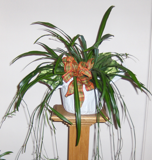 Flowers from Club 27 - Lonny, Carrie and Employees