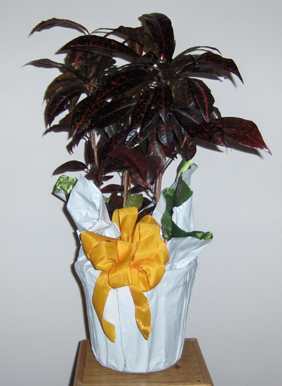 Flowers from The Kadoka Nursing Home Staff & Residents