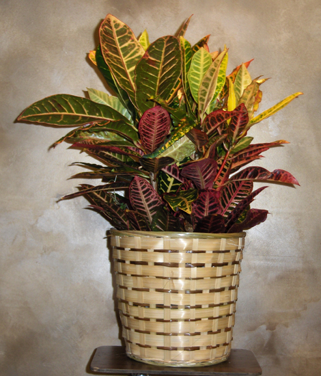 Flowers from Kennedy Implement - Mark and Employees