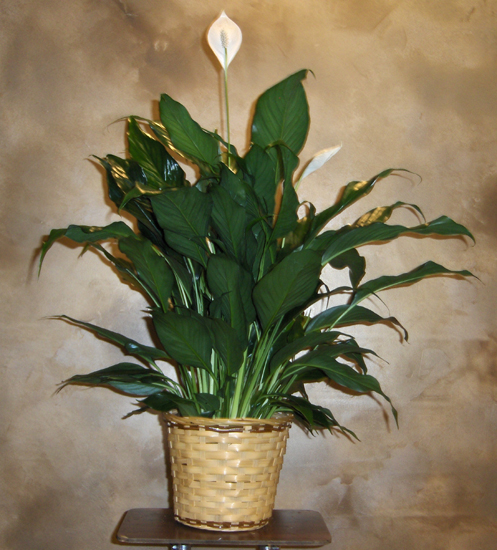 Flowers from Brady & Bunky & Connie Boger