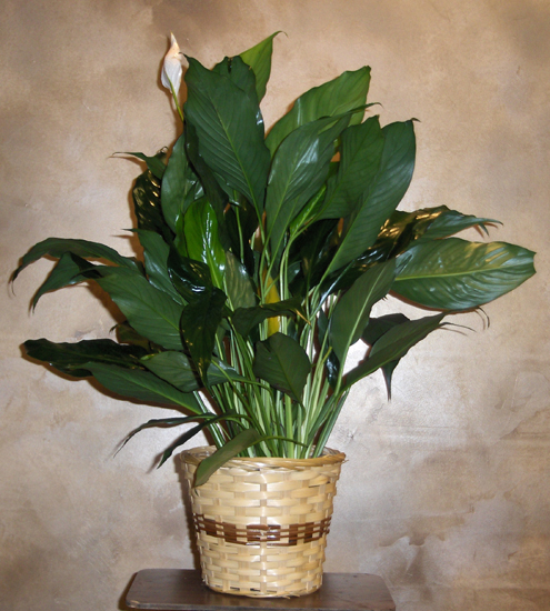 Flowers from Boyd & Kara, Wade & Marcy and Family, Dustin &  Andi and Family, Eric & Kayla and Family