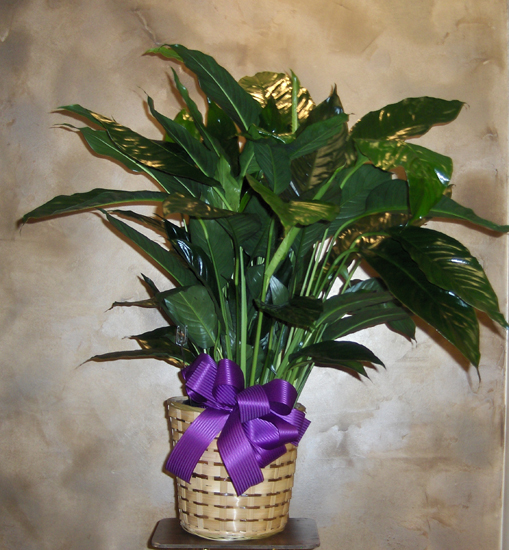 Flowers from Joe & Brenda Foley and the entire family