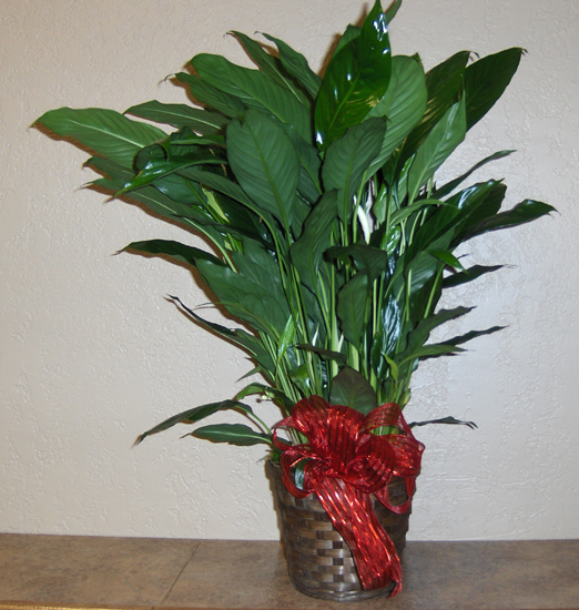 Flowers from Stulken, Petersen, Lingle, Walti & Jones, LLP