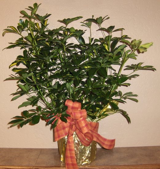 Flowers from Paul Pitlick