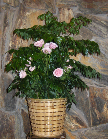 Flowers from James & Cindy Hoag