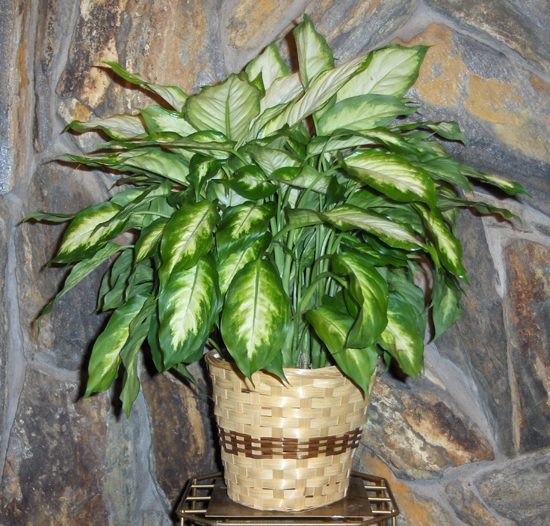 Flowers from Midland Fire Department