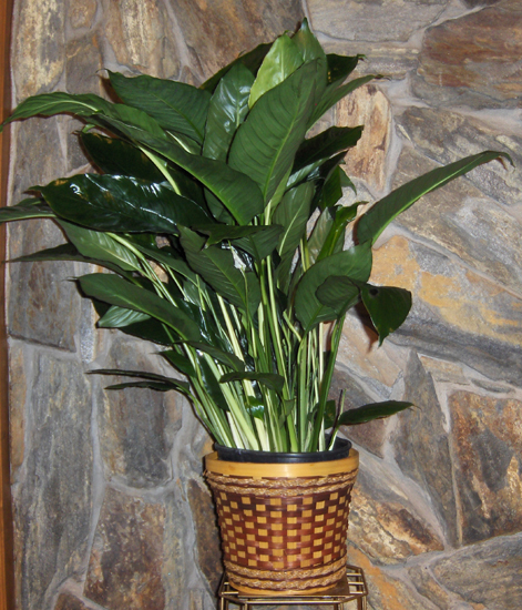 Flowers from Inland Truck Parts