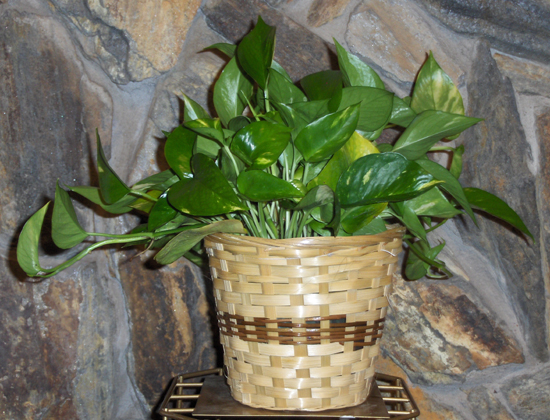 Flowers from Glen & Kerry and Family