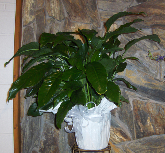 Flowers from The Daly's - Brennan, Vicki, John and Brett