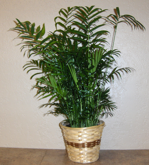 Flowers from Brady & Radka Daly and Family