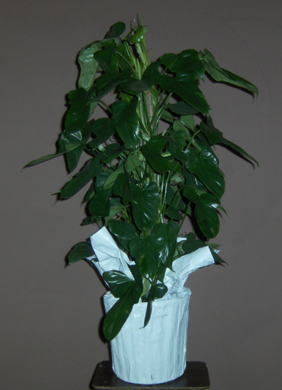Flowers from Maurice & Cathie and Family