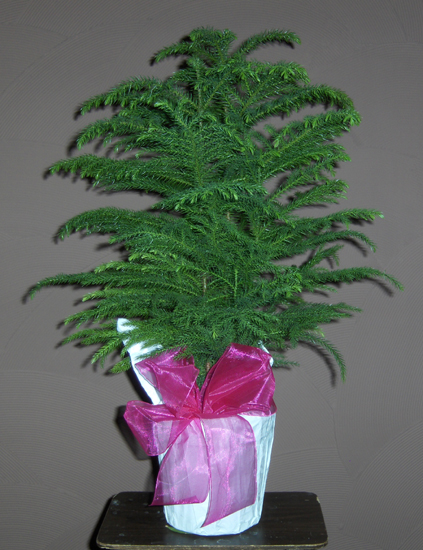 Flowers from Gerald Heid Family