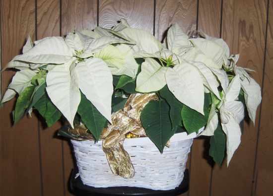 Flowers from Jones County School & Adminstration