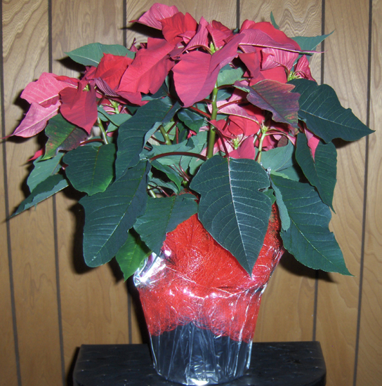 Flowers from JJ& Jen & Family, Shane & Candy and Family, Gerald & Sharon, Erma Baher