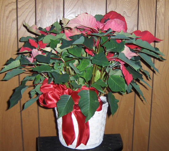 Flowers from Brian & Tammy Foote and Family