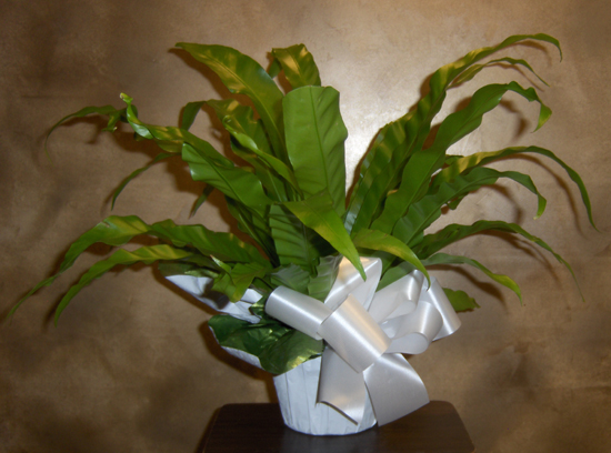 Flowers from Lillian Carlson & Families