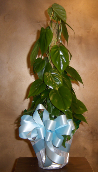 Flowers from Rocky & Rebecca Williams and Families