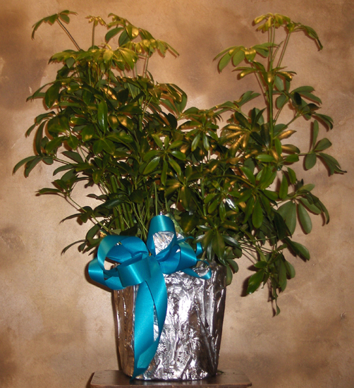 Flowers from Richard, Angie, Hailey Walt, Holso, Todd, Ramie, Tripp & Andrea Hansen