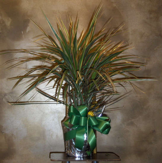 Flowers from The Green Tree Claims Department