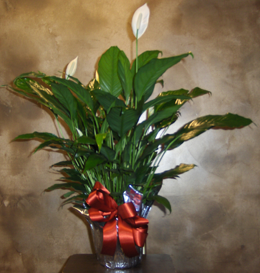 Flowers from Ralph & Jena Holso