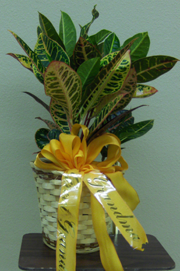 Flowers from "Grandma"  "Great-Grandma"